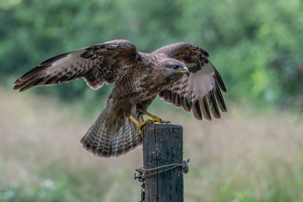 istock A beautiful Common Buzzard (Buteo buteo) on a fence post. 1286147753