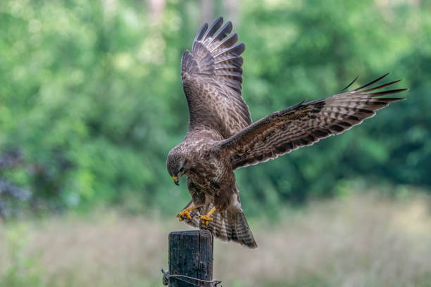 istock A beautiful Common Buzzard (Buteo buteo) on a fence post. 1286147768