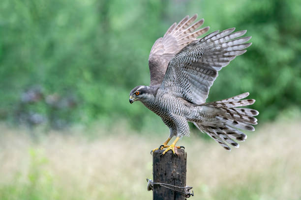 istock Northern Goshawk (Accipiter gentilis) on a fence post 1286147791