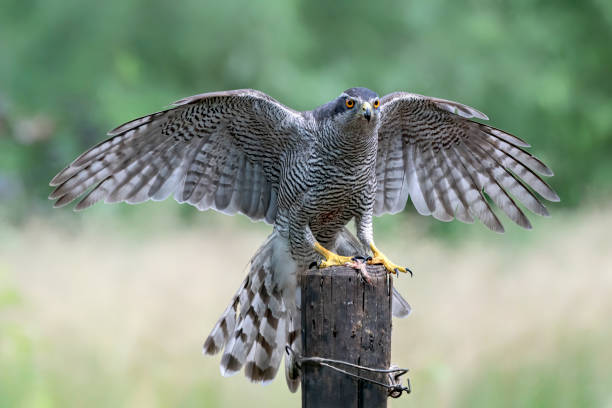 istock Northern Goshawk (Accipiter gentilis) on a fence post 1286147792
