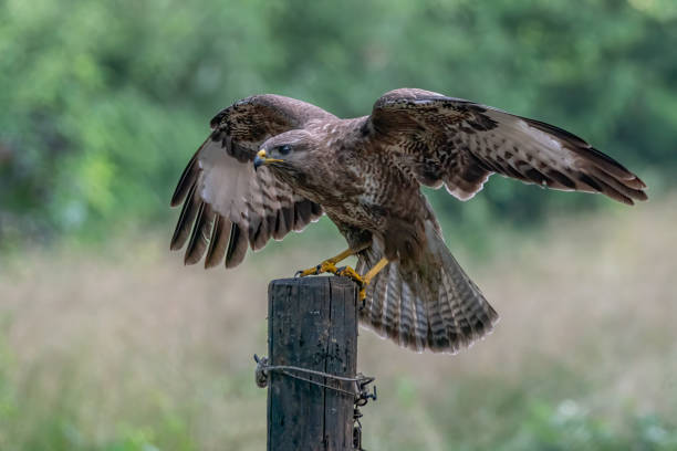 istock A beautiful Common Buzzard (Buteo buteo) on a fence post. 1286147810