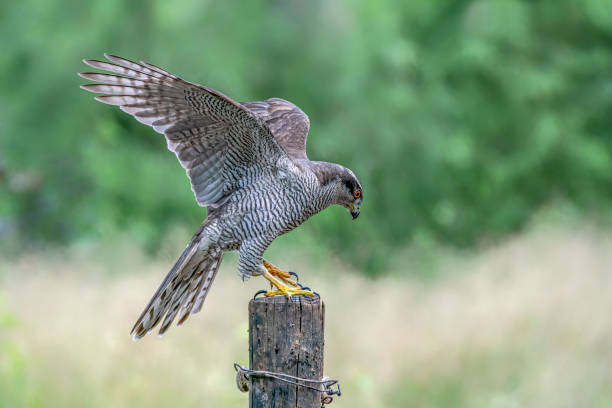 istock Northern Goshawk (Accipiter gentilis) on a fence post 1286147812