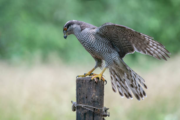 istock Northern Goshawk (Accipiter gentilis) on a fence post 1286147828