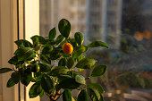 Tangerine tree in a pot on a windowsill against the background of a window.