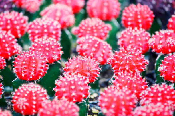 istock colorful cactus 1286150517