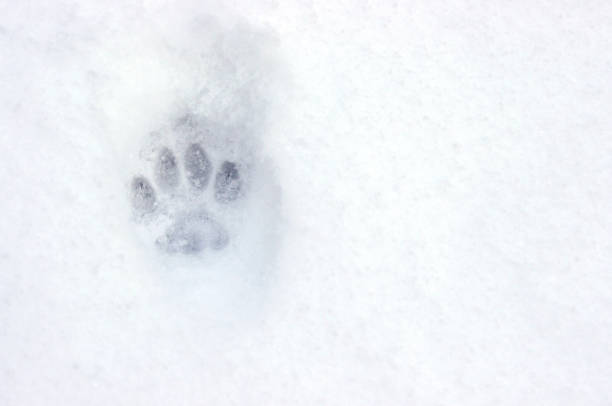 a cat footprint in the snow with copy space