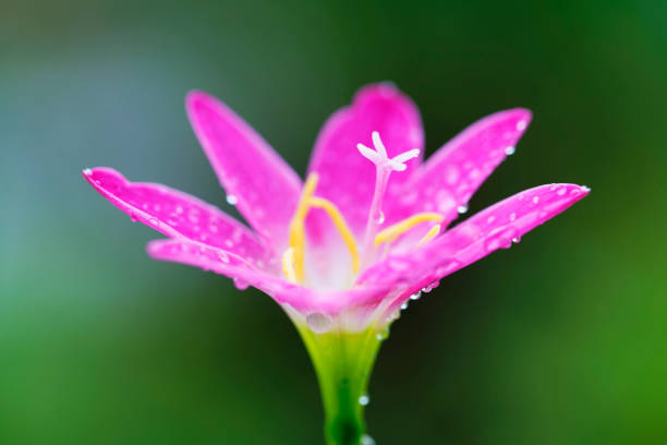 close up of beautiful blooming pink rain lily flower with beautiful bokeh and green background