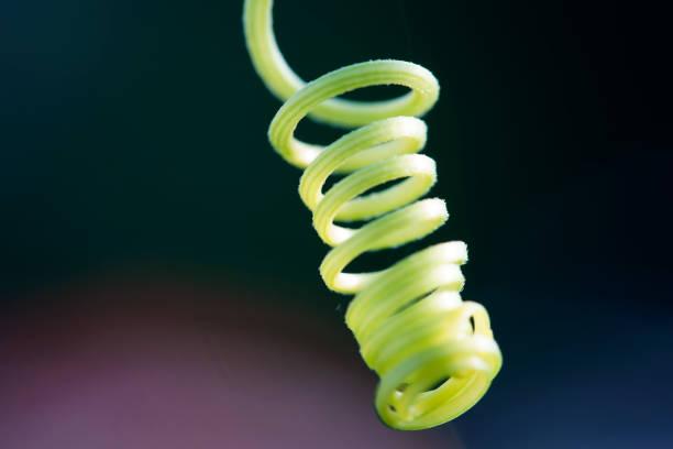 hang botanic spiral chain of green curly twig ivy plant with space background
