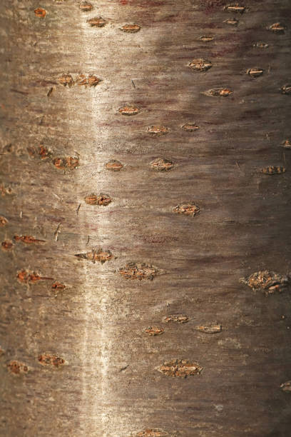 19 november 2020, Aéroparc, Basse Yutz, Yutz, Thionville portes de France, Moselle, Lorraine, Grand Est, France. In a public park, close-up of the bark of a Wild Cherry.