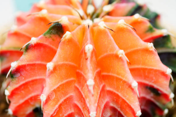 close up of colorful cactus plant background