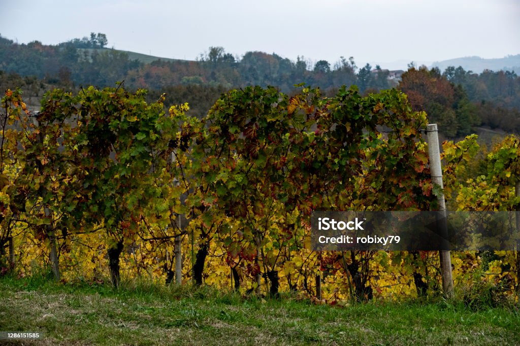 The landscapes of the Piedmontese Langhe, with its typical autumn colors The landscapes of the Piedmontese Langhe, with its typical autumn colors, just after the harvest Autumn Stock Photo