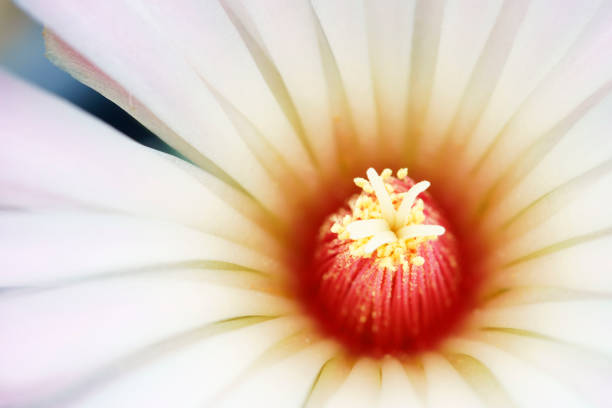 close up of beautiful pink blooming cactus flower background