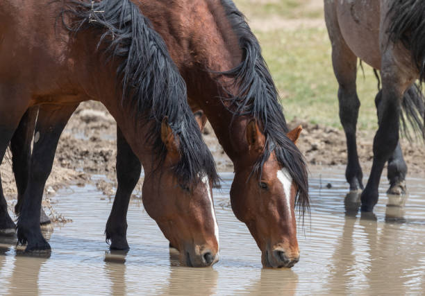 istock Wild Horses at a Waterhole in Utah 1286151796