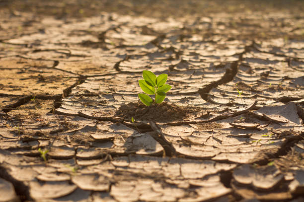 mudanças climáticas e danos ambientais - drought scarcity desert dry - fotografias e filmes do acervo