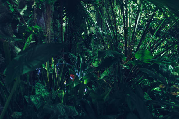 istock dense tropical forest background with lush foliage and tropical plants 1286152597