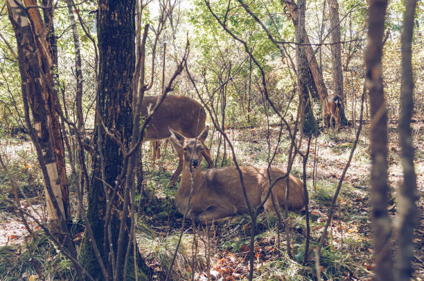 view through the tree branches on resting on the ground Manchurian wapiti