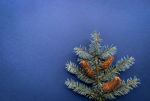 istock Winter Christmas tree fir branch  arranged as a tree with pine cones on blue background. 1286152737