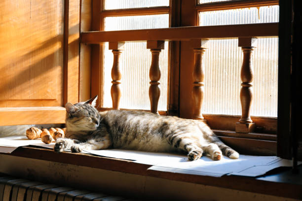 Cat resting on the ledge of a window