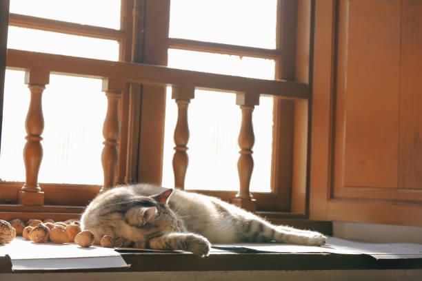 istock Grey cat sleeping and sunbathing by the wooden window 1286154206