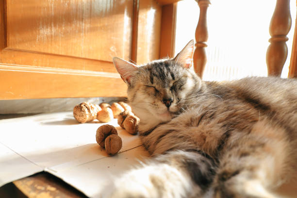 istock Cat resting on the window next to walnuts 1286154212