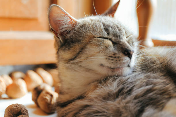 istock Cute grey cat face close up 1286154213
