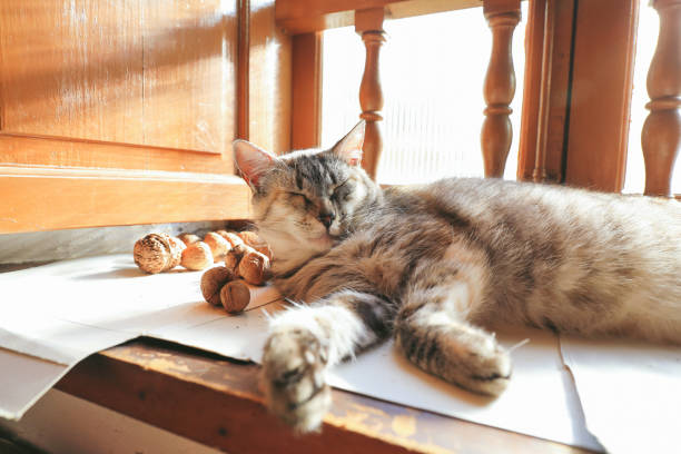 cat lying relaxed on wooden window at home