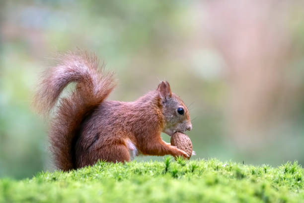 istock Eurasian red squirrel (Sciurus vulgaris)  eating a nut in the forest 1286154505