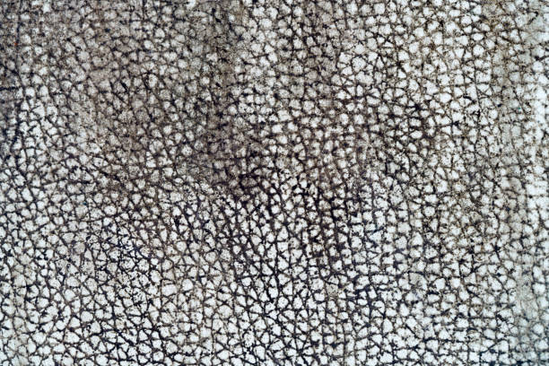 istock texture of dirty leather 1286154667