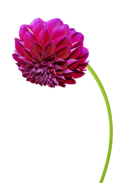 istock A Dark Red Dahlia (Diva Dahlia) flower branch 1286154734