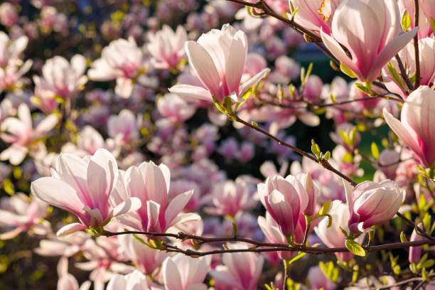 istock pink magnolia blossoms in morning light 1286156132