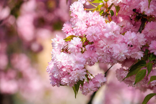 istock pink sakura cherry blossom in spring time 1286156157