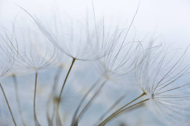 The Lightness of Being