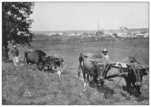 Antique black and white photo of the United States: Farm in Cuba
