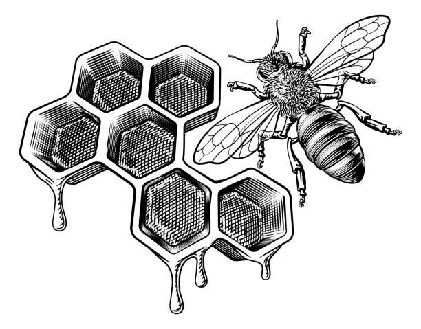 ilustrações de stock, clip art, desenhos animados e ícones de honey bumble bee and honeycomb vintage drawing - activity animal bee beeswax