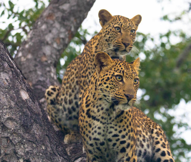 兩隻豹子坐在南非克魯格國家公園的一棵樹上 - leopard 2 個照片及圖片檔