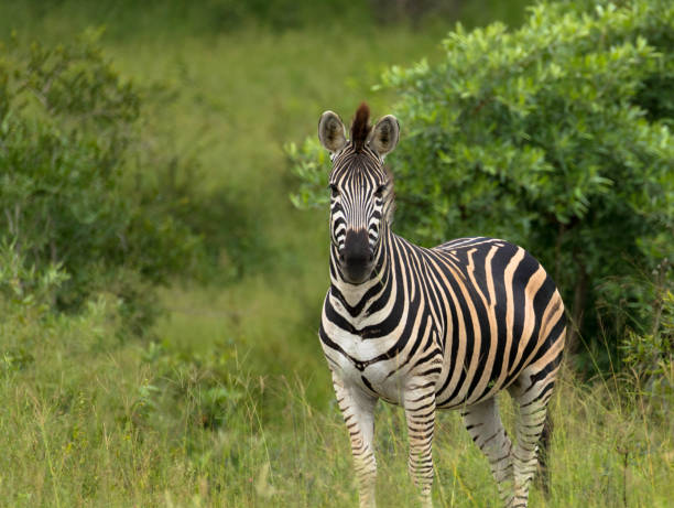 istock Burchell's zebra in the african savannah 1286156948