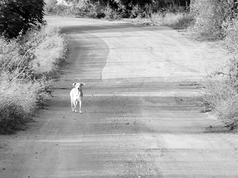 A stray dog wanders along a long open road in the Italian countryside of Sicily.