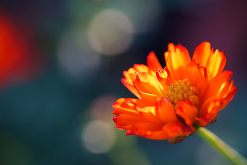 close up of beautiful blooming orange cosmos flower with bokeh background