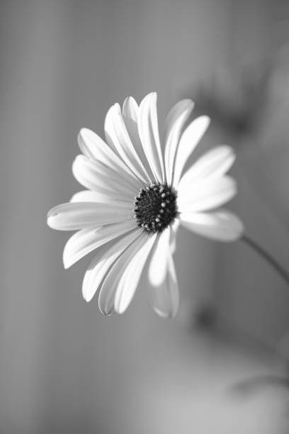 istock Chamomile in the field black and white photo. 1286160690