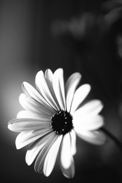 istock Chamomile in the field black and white photo. 1286160732