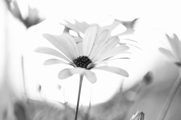 istock Chamomile in the field black and white photo. 1286160837