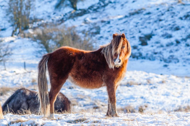 istock Wild Welsh Ponies in a cold, winter, snow covered landscape 1286162465