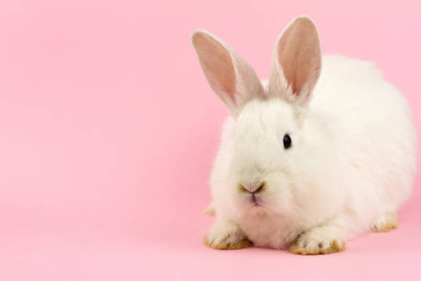istock small white rabbit on a pastel pink background . Concept for the Easter holiday. A live hare looks at the camera in close-up 1286166720