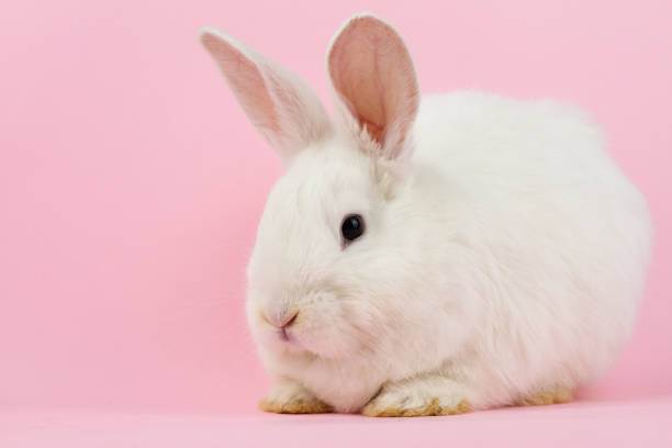 istock small white rabbit on a pastel pink background . Concept for the Easter holiday. A live hare looks at the camera in close-up 1286166722