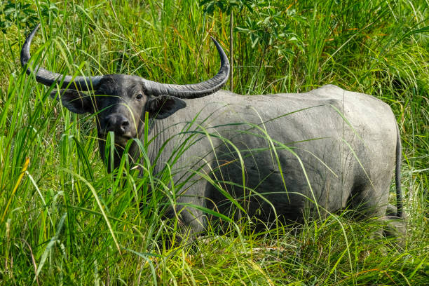 istock Kaziranga National Park in India 1286172419