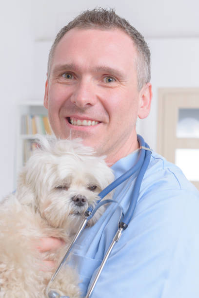 istock Happy vet holding a little dog 1286172474
