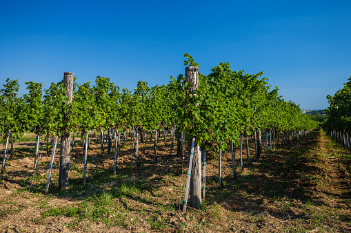 Plantation of grapes in Fruska Gora National park, Serbia