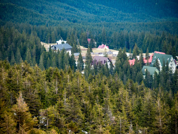 istock Houses in a coniferous forest. 1286172673