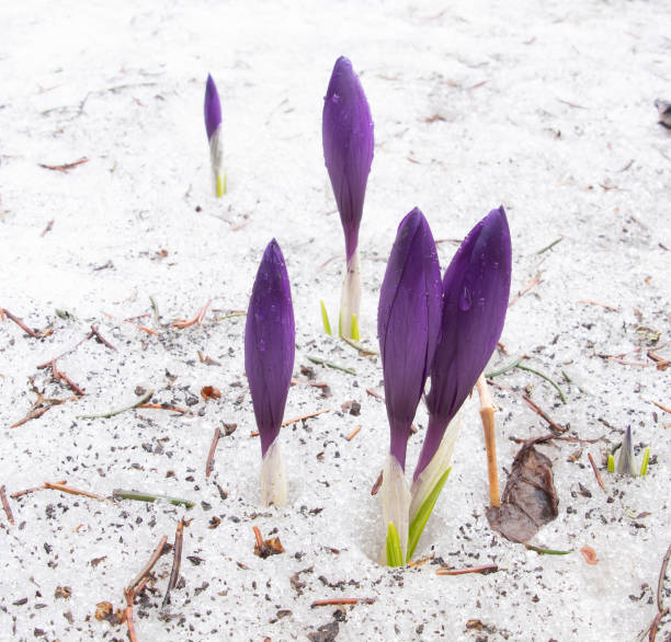 istock Crocuses in the snow. 1286172680
