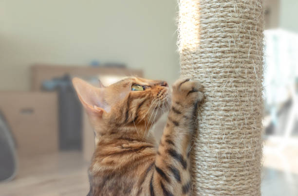 Bengal cat sharpens claws in the living room. Bengal cat sharpens claws in the living room. bengal cat purebred cat photos stock pictures, royalty-free photos & images